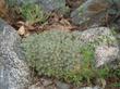 Eriogonum wrightii subscaposum, Wright's Buckwheat in the Escondido garden - grid24_24