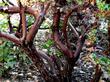 Sunset Manzanita is a high groundcover Arctostaphylos  with red bark and red new growth - grid24_24