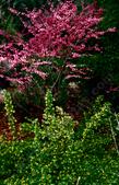 One year in the 1980's the Redbud, Cercis occidentalis and the Golden Currant, Ribes aureum gracilentum flowered exactly right. - grid24_24