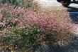 Rosy or Red Buckwheat, Eriogonum grande rubescens, used on the edge of a parking lot in San Luis Obispo. - grid24_24