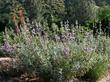 Salvia Vicki Romo makes a compact three foot sage with pale purple flowers - grid24_24
