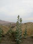 Asclepias erosa Desert Milkweed out in the desert - grid24_24