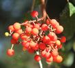 The red fruits of Arbutus menziesii, Madrone, with the leaves in the background.  - grid24_24