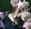 Salvia apianaXclevelandii Vicki  Romo with an Anna's Hummingbird - grid24_24