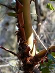 The lovely peeling bark of a young Arbutus menziesii, Madrone. - grid24_24