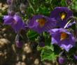 Solanum xanti,  Purple Nightshade has bright purple flowers  - grid24_24