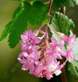 Ribes sanguineum glutinosum, Pink-Flowered Currant flowers - grid24_24