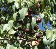 Fruit of Prunus lyonii, Catalina cherry with cherries - grid24_24