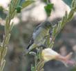 In this photo a goldfinch is eating the seeds of Oenothera hookeri, Evening Primrose. - grid24_24