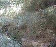 Carex spissa San Diego sedge - grid24_24