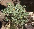 A plant of Abutilon palmeri, Indian Mallow, with yellow flowers, in its dry, desert, mostly creosote bush scrub habitat, with background boulders.  - grid24_24