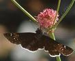 Rosy or red Buckwheat, Eriogonum grande rubescens with a Mourning Dusky wing butterfly - grid24_24