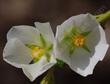 Malacothamnus palmeri involucratus. Carmel Valley Bush Mallow flowers. - grid24_24