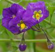 Purple Nightshade (Solanum xanti) - grid24_24