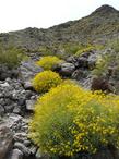 Encelia farinosa, Brittlebush, Goldenhills, Incienso on a Newberry Springs hillside - grid24_24