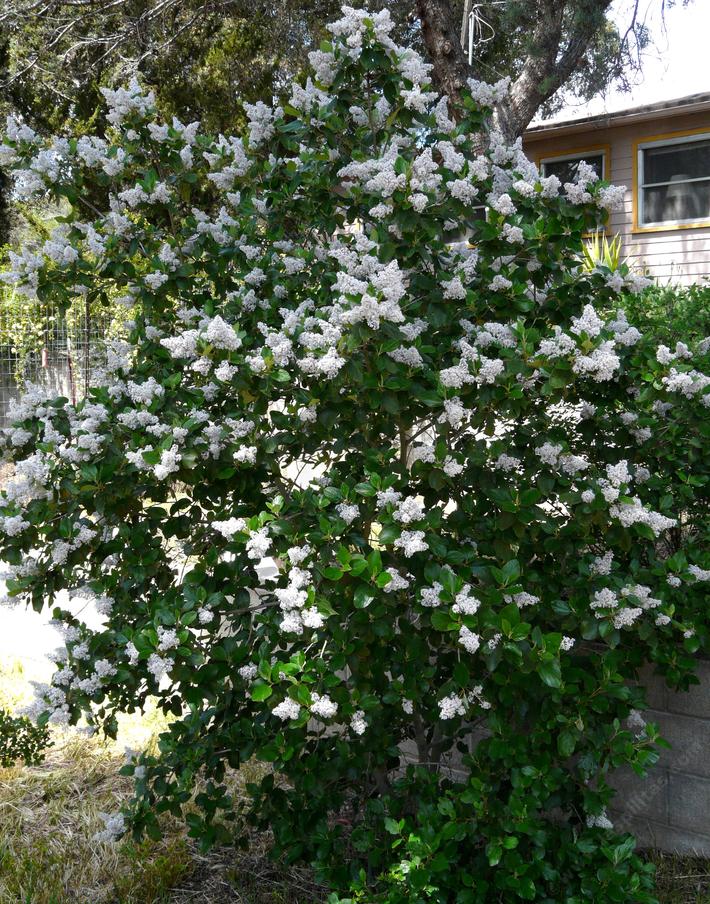 Tree Lilac