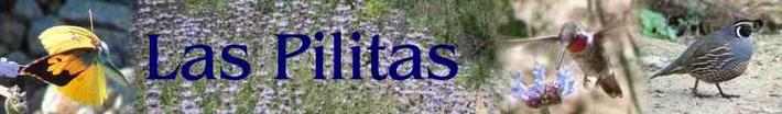 At Las Pilitas nursery  we sell California native plants  to attract birds and butterflies.