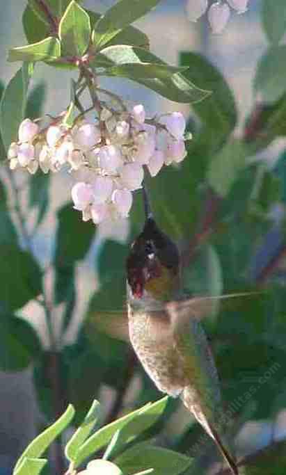 We have manzanitas to bring hummingbirds to your garden.