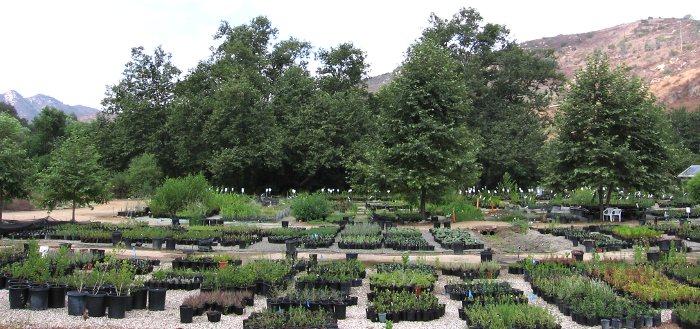 Plants, Plants ,Plants can't you give them a good home?