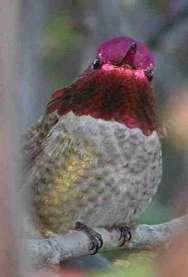What are you planting for me? MY garden needs more hummingbird friendly native plants!