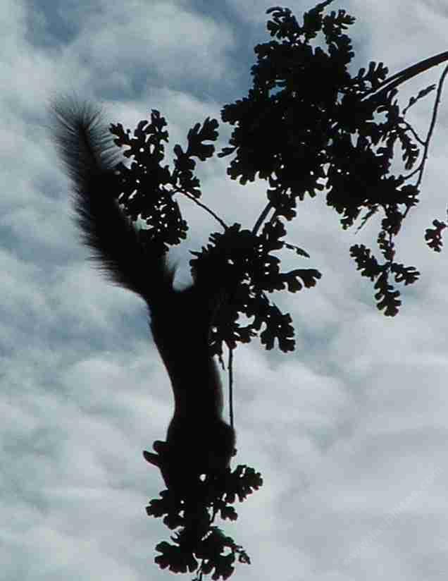   Garden Squirrel experts driving you crazy? Here's some basic science to help make the right decisions. 