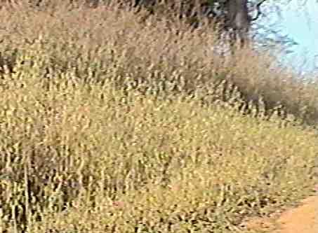 A problem garden full of weed life