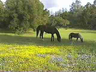 A horse or pony can help control the annual grasses, help the native wildflowers,  and cause other problems. 