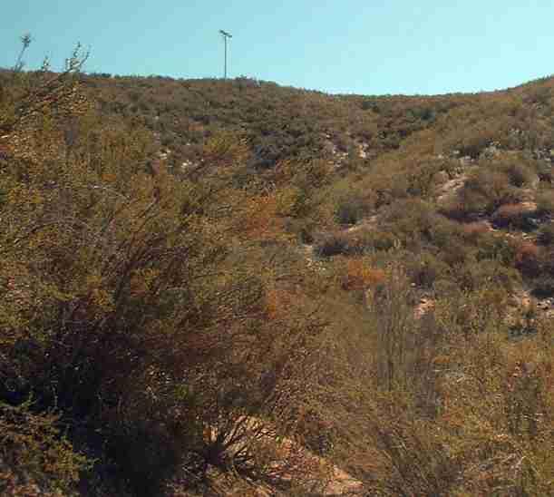 This hilside is now covered with chamise, it used to be at least half manzanita. Welcome to the new California.