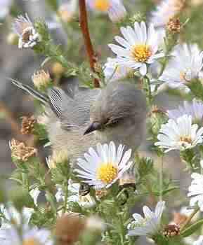 Click to find out how to make a California Bird Garden.