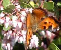 Bird and Butterfly friendly manzanitas in early spring. Click for butterfly plants.