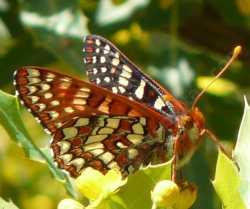 Checkerspot on Mahonia nevinii has to select the best native plant for survival.