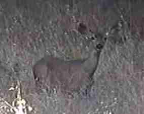 Deer can be is a pain in the grass, or the plants. Deer can be is a pain in the grass, or the plants.