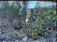 The around the native plant with native dirt.