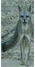 We have lots of picture links like this one to the wildlife pages