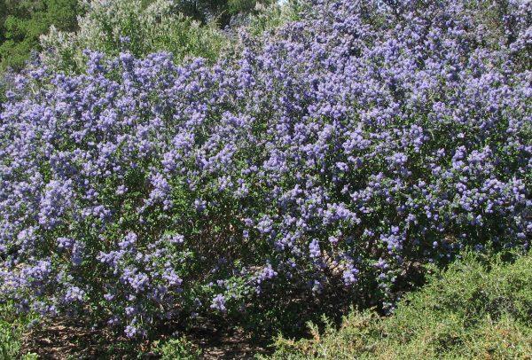 Ceanothus can be beautiful and add color to a California native garden.