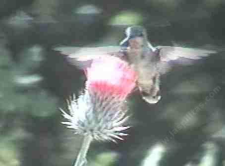 Humming bird in your garden.