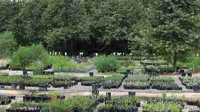 Las Pilitas nursery is between Escondido, Bonsall, Fallbrook, and Valley Center along Little Moosa Creek on Nelson Way.