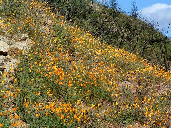 After the fire you can have a beautiful wildflower show.