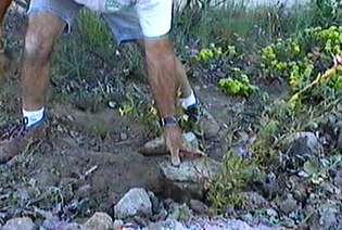 Place a rock next to the native plant