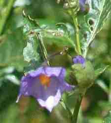 The nightshades have a fragrant blue flower. Kinda like a native petunia.
