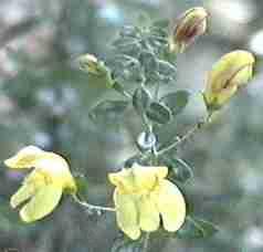 The bush penstemon can have a wonderful fragrance.