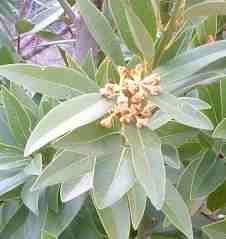 Oregon Bay, California bay, myrtle all are names for this fragrant tree.