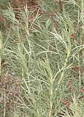 California sagebrush is one of the plants you smell when you go hiking or back packing.