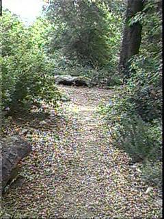 A fragrant garden path.
