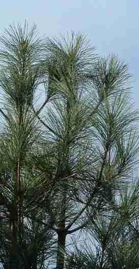 Jeffery pine can smell like vannilla cookies coming out of a warm oven.