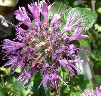 Some of the Monardellas are much like a California pennyroyal.