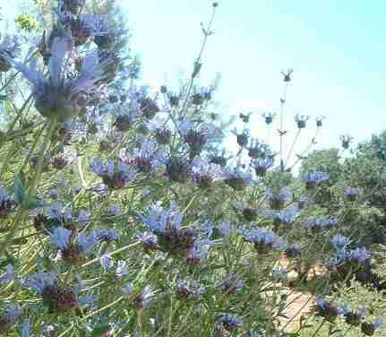 Many of the Sages are very smelly, I mean fragrant.