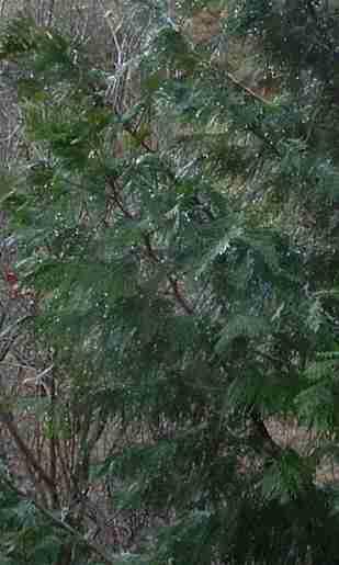 Bring home the mountain cabin smell to your garden. Ok, not the rat infested cabin itself, but the nice smell outside.