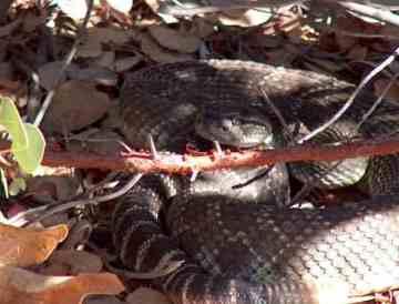  western rattle snake taking a brake