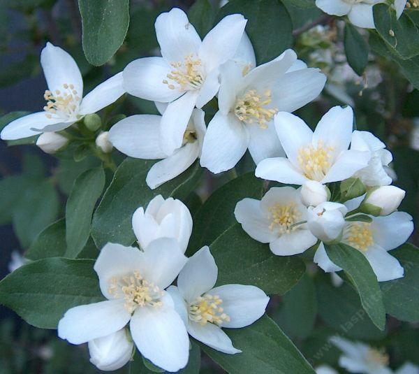 Philadelphus lewisii Wild Mock